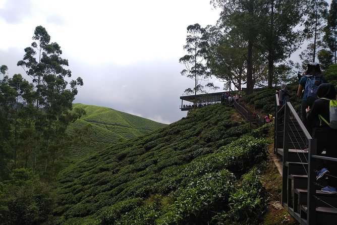 Amazing Cameron Highland Day Tour From Kuala Lumpur - Raju Hill Strawberry Farm shows the highlands at work