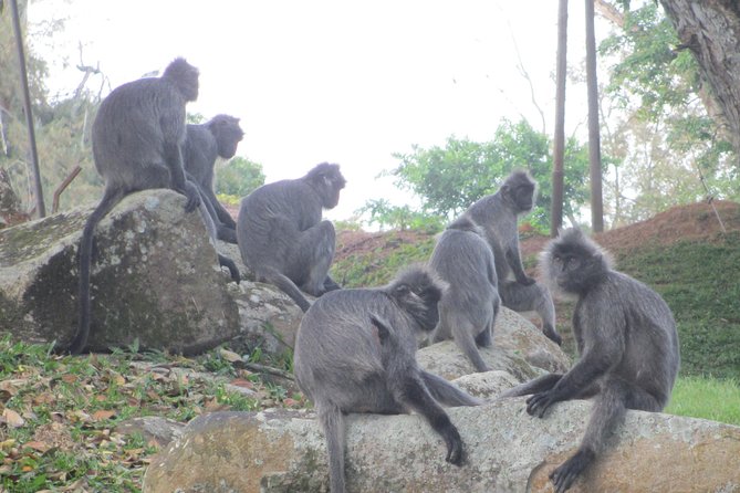 Batu Caves,Hot Spring, Monkey & Fireflies Tour with Dinner - What the $159 price really buys you