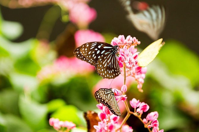 Bird Park & Butterfly Farm Nature Tour From Kuala Lumpur - Who will get the most from this tour