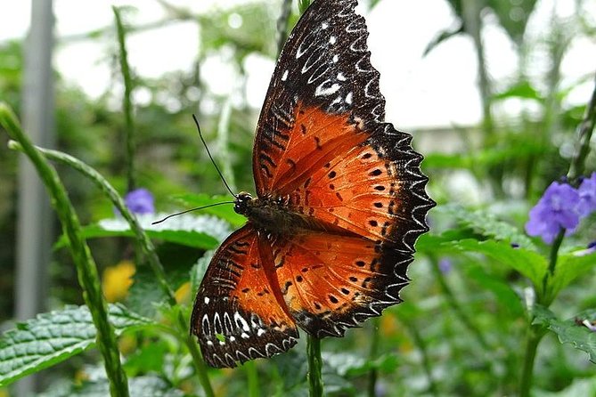 Cameron Highland Day Tour from Kuala Lumpur - Physical demands and practical comfort