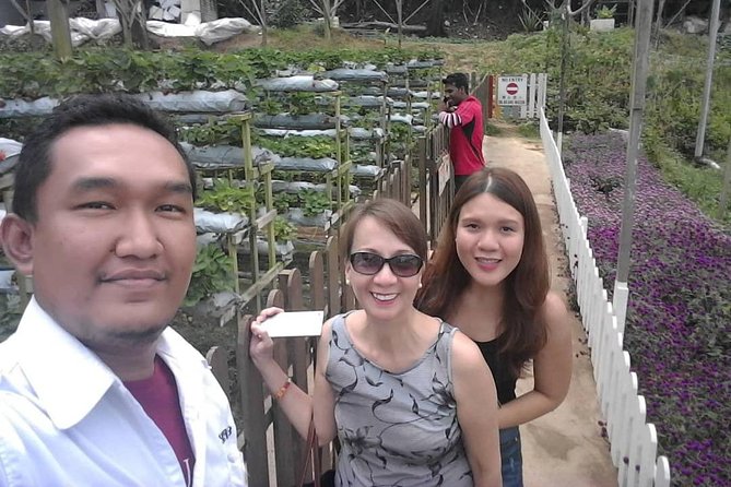 Cameron Highland Day Tour From Kuala Lumpur With Lunch Local food - Cameron Valley Tea offers the classic highlands view