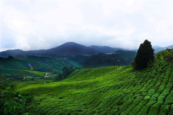 Cameron Highland Day-Trip from Kuala Lumpur - From Kuala Lumpur heat to Cameron Highlands air