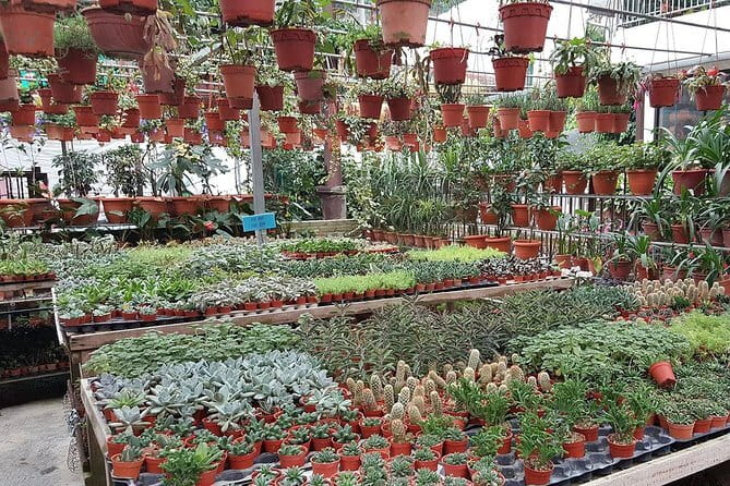 Cameron Highland Day-Trip from Kuala Lumpur - A note about reliability before you pay