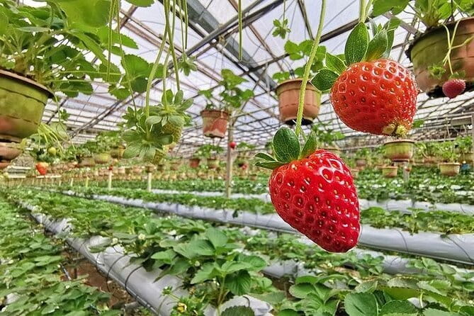 Cameron Highland Full Day Tour from KL City Private Tour - Strawberry picking adds a hands-on stop