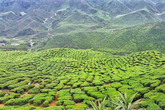 Cameron Highland Full Day Tour from KL City (Private) - Tea plantations: save your attention for the views