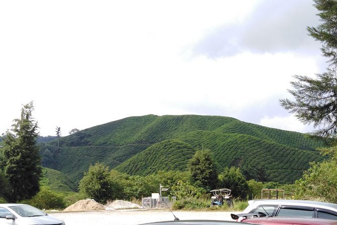 Cameron Highland Private Day Tour - Rose Valley and Cameron Lavender