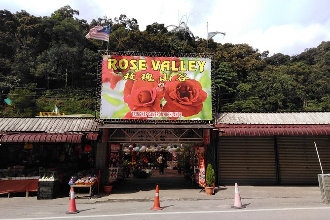Cameron Highland Private Day Tour - Tea at Cameron Valley or Bharat Tea