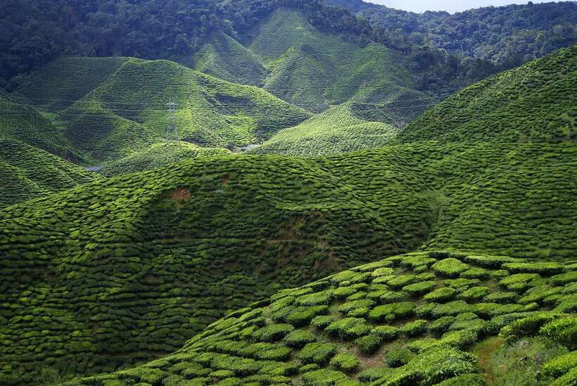 Cameron Highlands 1 Day Tour from Kuala Lumpur - Who should choose this Cameron Highlands day trip?