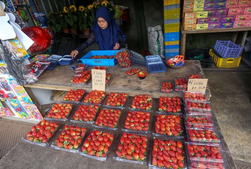 Cameron Highlands 1 Day Tour from Kuala Lumpur - Bharat Tea Plantation and the view from the slopes
