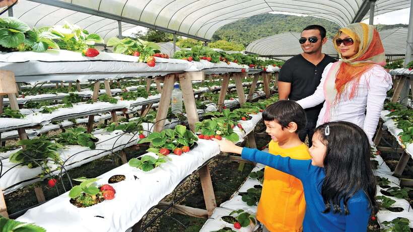 Cameron Highlands 1 Day Tour from Kuala Lumpur - Strawberries, markets, and the farm-stop question