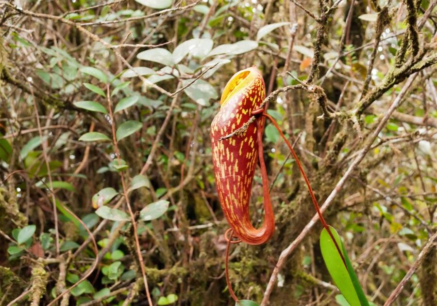 Cameron Highlands 1 Day Tour from Kuala Lumpur - Cactus Valley, bees, butterflies, and small animal displays