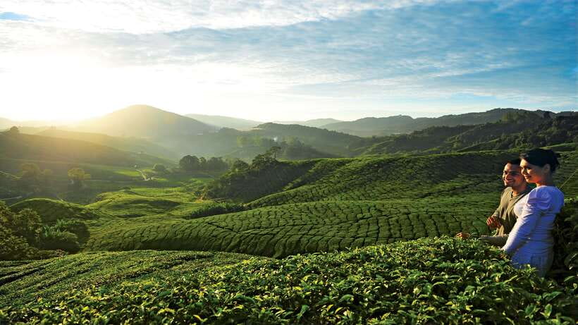 Cameron Highlands 1 Day Tour from Kuala Lumpur - What the private format is really worth