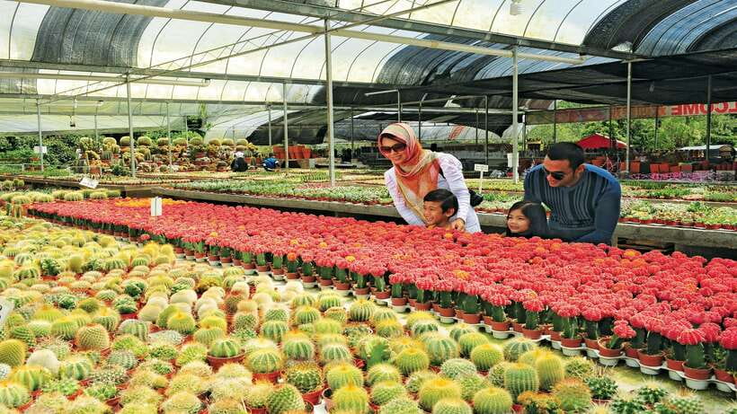 Cameron Highlands 1 Day Tour from Kuala Lumpur - A closer look at the timing and comfort