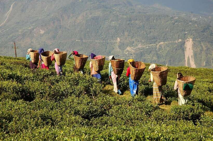 Cameron Highlands 1 Day Tour from Kuala Lumpur - Reaching Malaysia’s cool hill country