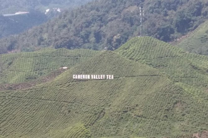 Cameron Highlands 3 Days 2 Night Tours Private (per Vehicle) - Cameron Valley offers tea views and a longer pause