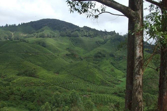 Cameron Highlands Amazing Day Trip Tour with Local Lunch - Ee Feng Gu Bee Farm and the extra-cost shopping stop
