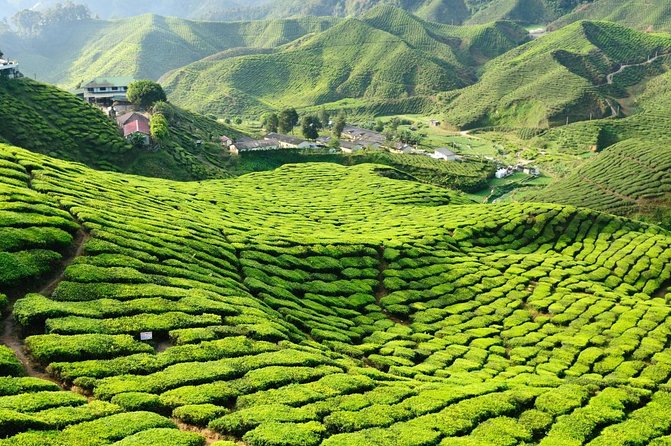 Cameron Highlands Amazing Day Trip Tour with Local Lunch - Raju Hill Strawberry Farm and a taste of local produce