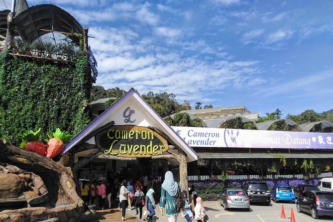 Cameron Highlands Day Trip From Kuala Lumpur - Tea at Cameron Valley or Bharat Tea