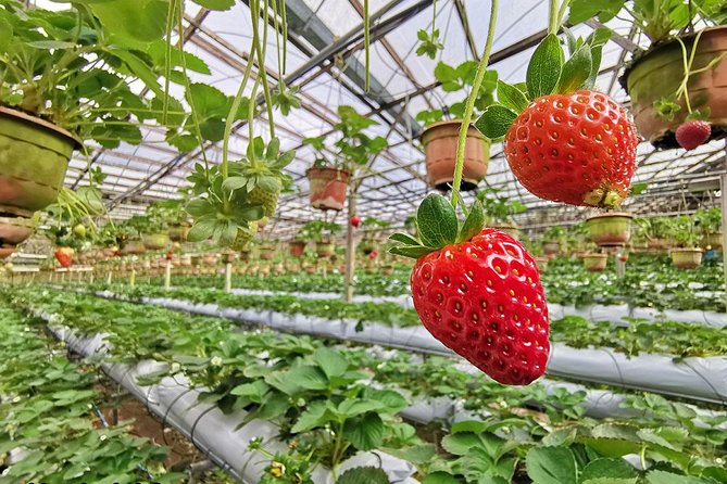 Cameron Highlands Full-Day Nature Tour - Big Red Strawberry Farm and seasonal picking