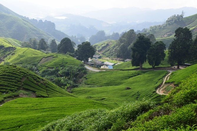 Cameron Highlands, Garden of Nature Full Day Private Guided Tour - From Kuala Lumpur heat to Cameron Highlands air