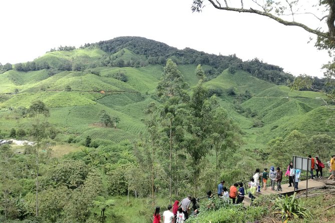 Cameron Highlands, Garden of Nature Full Day Private Guided Tour - What the private vehicle adds