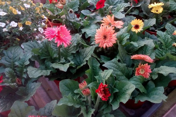 Cameron Highlands, Garden of Nature Full Day Private Guided Tour - Who will enjoy this 14-hour outing