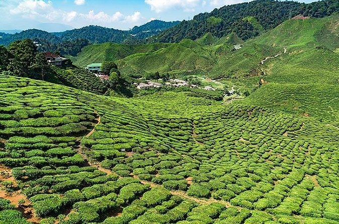Cameron Highlands One Day Trip from Kuala Lumpur Privately Organised - Butterfly Garden for a change of pace
