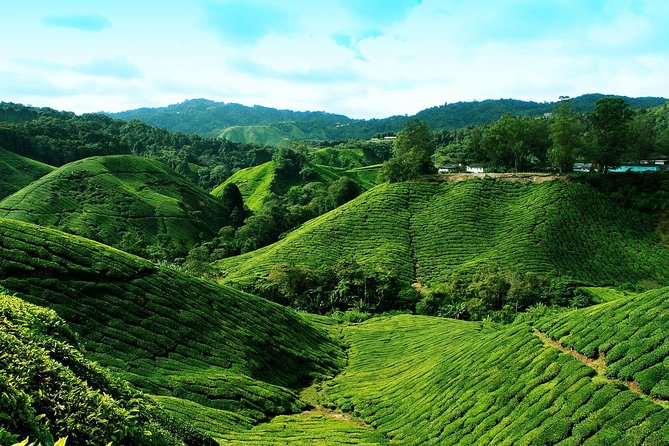 Cameron Highlands Tour from Kuala Lumpur - Tea views at Cameron Bharat Tea Estate