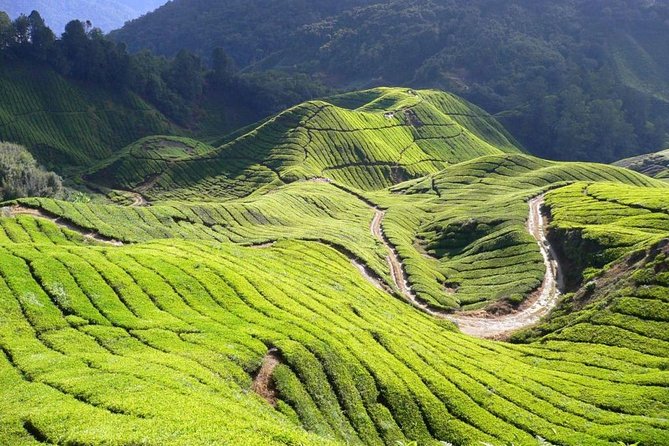Cameron Highlands Tour from Kuala Lumpur - Butterflies, insects, and a short farm stop
