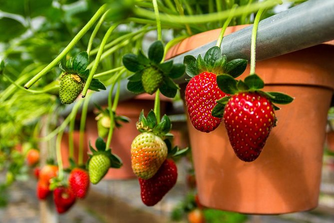 Cameron Highlands Tour From Kuala Lumpur (Private Tour) - Why Cameron Highlands makes a worthwhile day trip