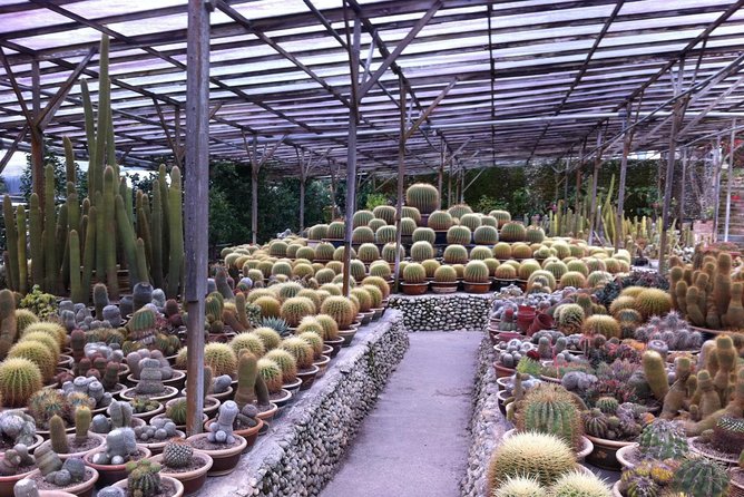 Cameron Highlands Tour From Kuala Lumpur (Private Tour) - Tea country at BOH Tea Centre