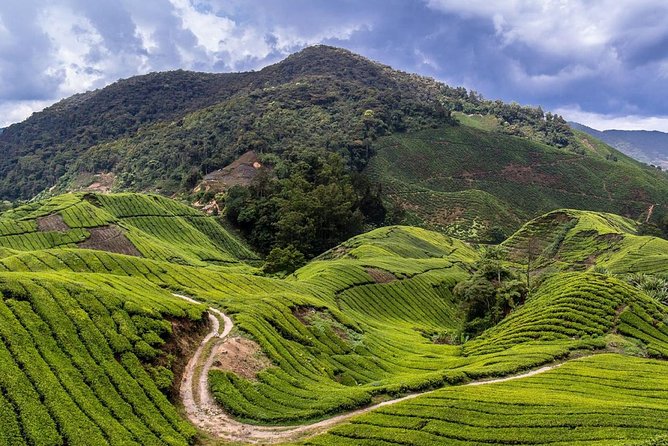 Cameron Highlands Tour on Private Basis - Butterfly Park and the insect visit