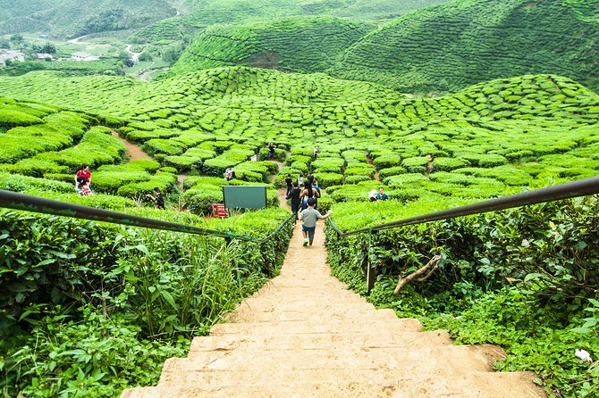 Cameron Highlands Tour on Private Basis - Lunch, fruit, honey, and the taste of the highlands