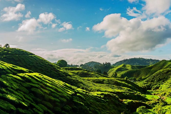 Cameron Highlands Tour on Private Basis - Gardens, flowers, and the highland farm belt