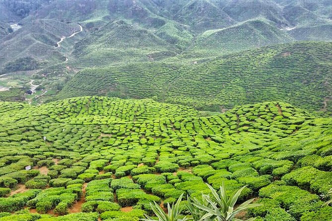 Cameron Highlands with Lunch Guided Day Tour (SIC/Shared Tour) - Strawberry farm, 30 minutes of sweet distraction