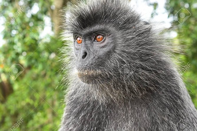 City Tour with Batu Cave and Fireflies Tour - A private vehicle, guide, and long afternoon