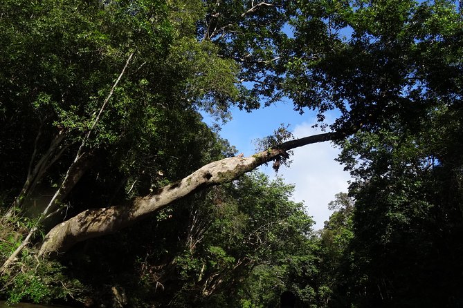 Day Tour Aborigine Village @ Rainforest Taman Negara + Batu Caves - Batu Caves and the 272 colorful steps