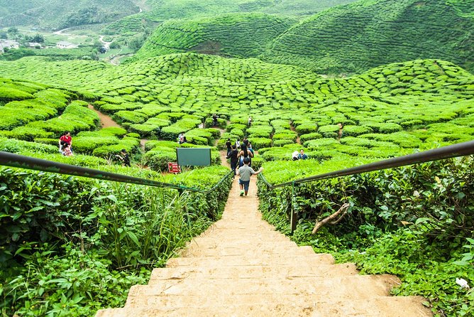 Day Trip to Cameron Highlands: Nature Escape from Kuala Lumpur - Strawberry, flower, and vegetable farms