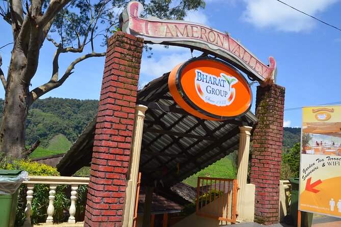 Elevate Your Senses: A Day of Wonders in Cameron Highlands! - Tea views at Cameron Bharat Tea Estate