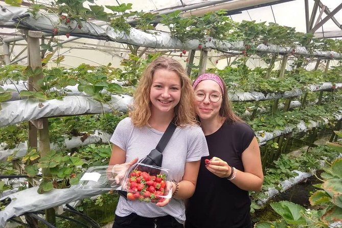 Explore Cameron Highlands: Full-Day Tour with Scenic Batu Caves - Ringlet introduces the farming side of the highlands