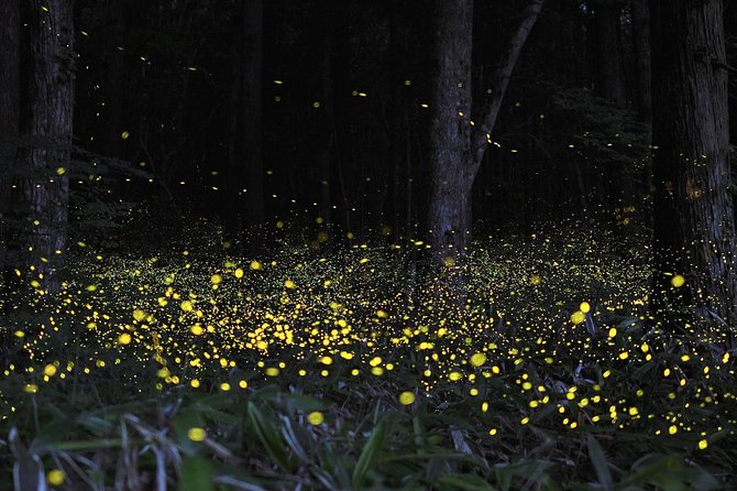 Fireflies Cruise with Batu Cave Visit and Seafood Dinner - What the private format really adds
