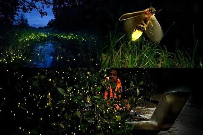 Fireflies & Silver leaf monkey Gazing tour - Key points to know before booking