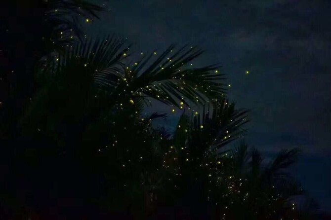 Fireflies & Silver leaf monkey Gazing tour - Why this evening works so well