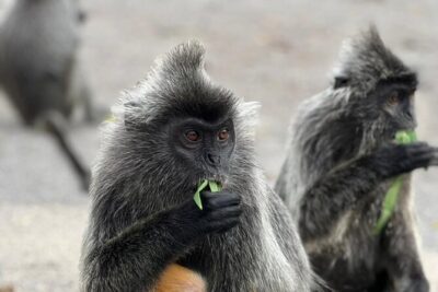 Fireflies & Silver leaf monkey Gazing tour