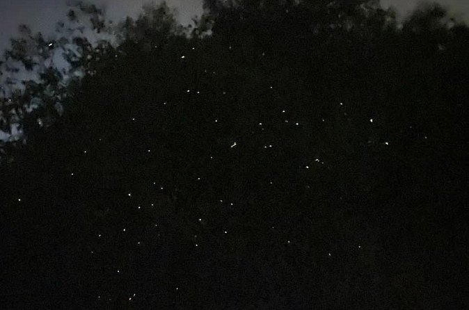 Fireflies & Silver leaf monkey Gazing tour - Fireflies from the river