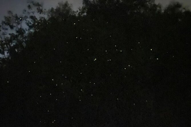 Fireflies & Silver leaf monkey Gazing tour - Eagle feeding, Blue Tears, and dinner