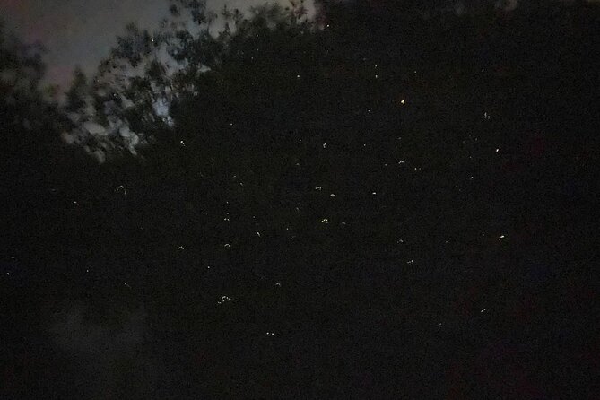 Fireflies & Silver leaf monkey Gazing tour - What the guides add to the evening