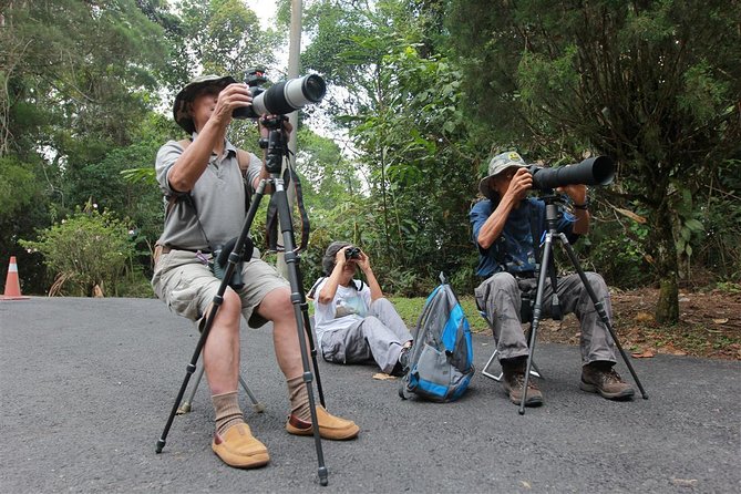 Fraser's Hill Bird-Watching & Nature Sightseeing Tour from Kuala Lumpur - Why Fraser’s Hill works for a morning bird trip