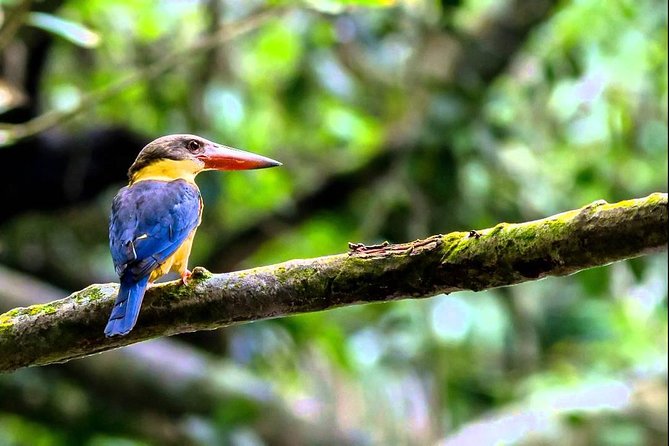 Fraser's Hill Bird-Watching & Nature Sightseeing Tour from Kuala Lumpur - The 5:30am pickup from Kuala Lumpur