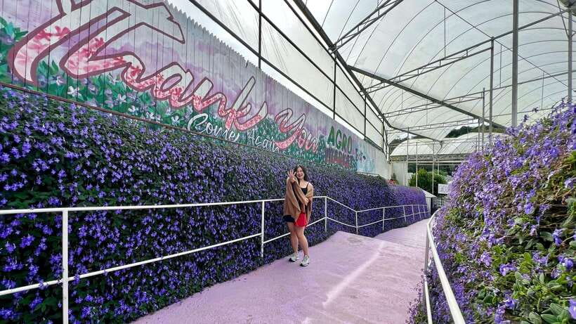 From Kuala Lumpur: Cameron Highlands Day Tour with Lunch - Key points at a glance
